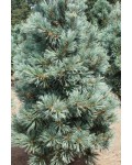 Сосна гнучка Цесаріні Блю|Pinus flexilis ’Cessarini Blue’|Сосна гибкая Цесарини Блю